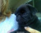 Carlinos 3 meses, Excelente Pedigree Excelentes - mejor precio | unprecio.es