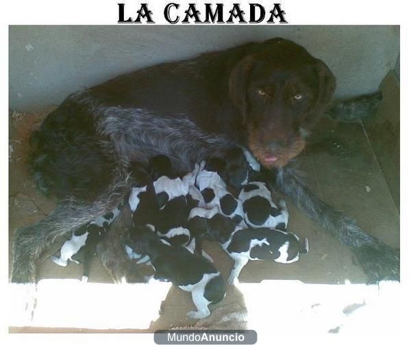 EXCELENTE CAMADA DRAHTHAAR's
