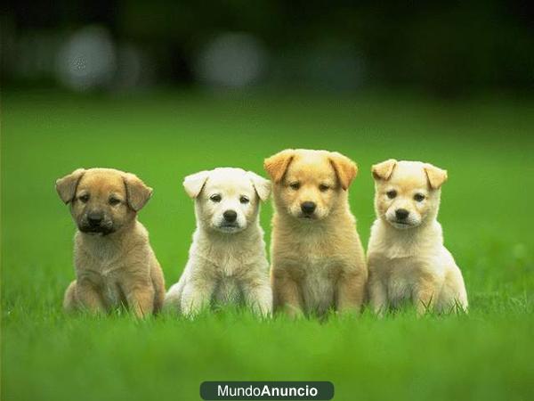 Fotografo de Mascotas y animales