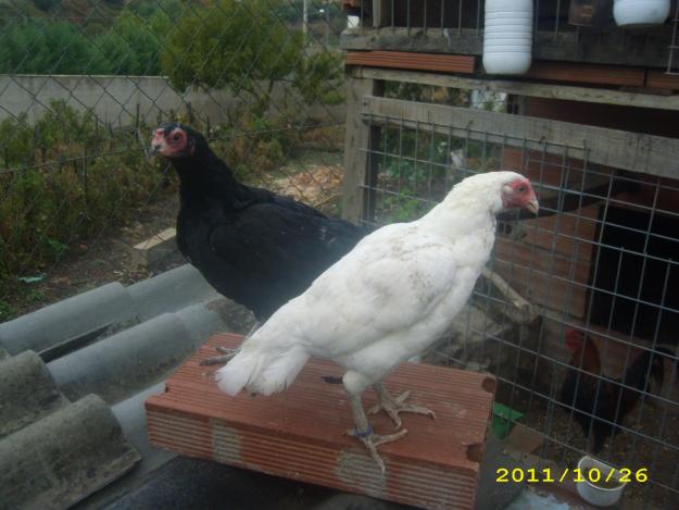 gallinas de raza tuzo