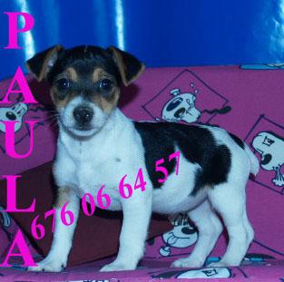Jack rassell el mejor  cachorro para ti