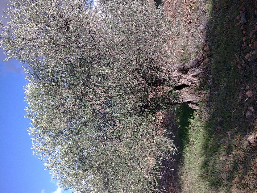 Olivos centenarios para trasplantar