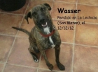 Perro Perdido (La Lechuza - San Mateo) - mejor precio | unprecio.es