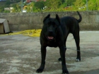 Presa Canario - mejor precio | unprecio.es