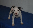 Se venden preciosas cachorras ptbull - mejor precio | unprecio.es