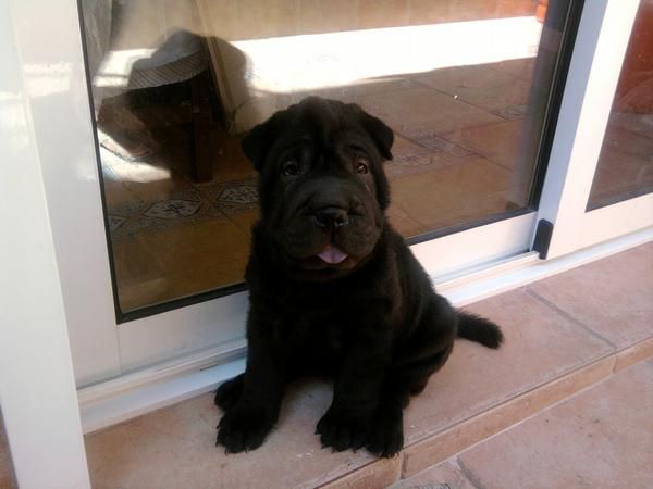 vendo excelente cachorro shar pei