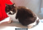 VENDO GATO EXOTICO PRECIOSO - mejor precio | unprecio.es