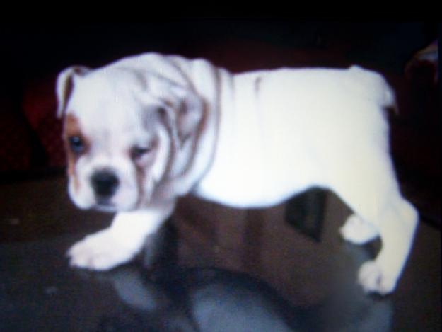 Bulldog ingles pedigree de campeones economicos