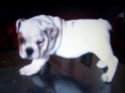 Bulldog ingles pedigree de campeones economicos - mejor precio | unprecio.es