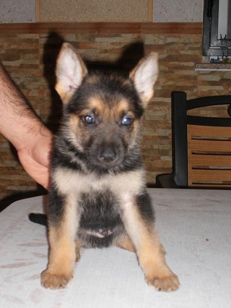CACHORROS PASTOR ALEMAN