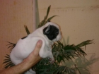 Camada de Bulldog Frances - mejor precio | unprecio.es