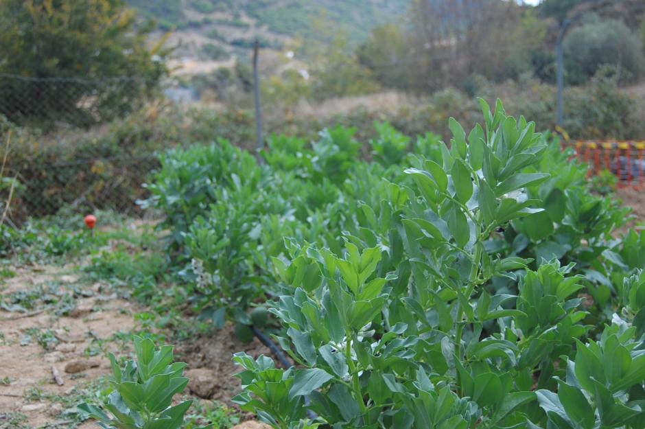 huertos urbanos miniparcelas ecologicas huertas autocultivo parcelas alquiler