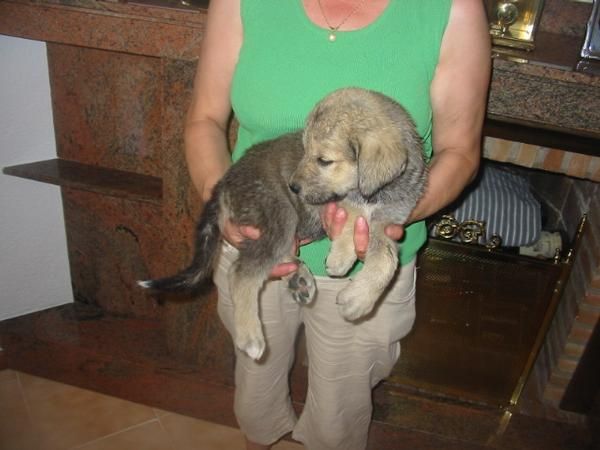 Mastines extremeños,cachorros,150 Eur.