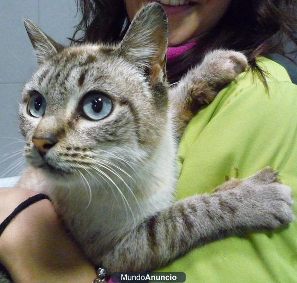 Regalo gatita con tres patas, cruce de siamesa