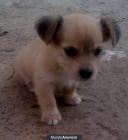 se regala cachorrita - mejor precio | unprecio.es