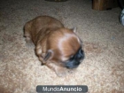 Shih Tzu Cachorros - mejor precio | unprecio.es