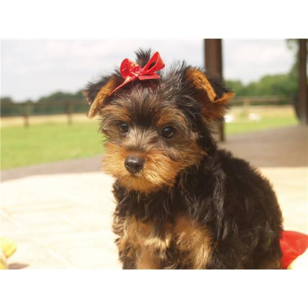 YORKSHIRE TERRIER TOY GARANTIA