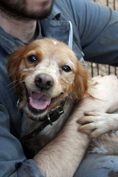 KIRA, bretoncita en adopción