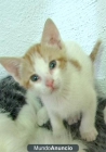 Gatitos en Adopción - mejor precio | unprecio.es