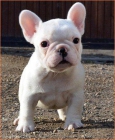CARIÑOSA HEMBRA DE BULLDOG FRANCÉS - mejor precio | unprecio.es