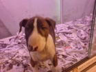 Bull Terrier cachorros en venta - mejor precio | unprecio.es