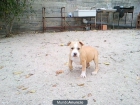 CACHORROS DE BANDOG - mejor precio | unprecio.es