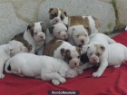 cachorros de bulldog americano - mejor precio | unprecio.es