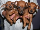 Cachorros de Mini pincher, muy buen precio - mejor precio | unprecio.es