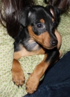 Cachorros de MINI PINSCHER con pedigree de la RSCE - mejor precio | unprecio.es