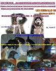 cachorros HUSKYS, 3 hembras marroncitas - mejor precio | unprecio.es