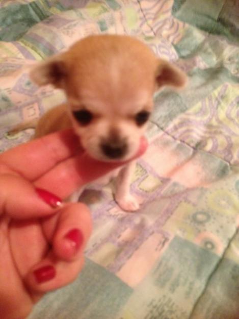 Chihuahuas superminiaturas