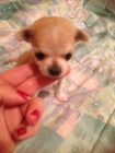 Chihuahuas superminiaturas - mejor precio | unprecio.es