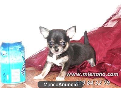 PERRITOS CHIHUAHUA TOY