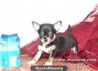 PERRITOS CHIHUAHUA TOY - mejor precio | unprecio.es