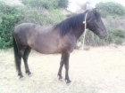 VENDO CABALLO NEGRO BARATO - mejor precio | unprecio.es