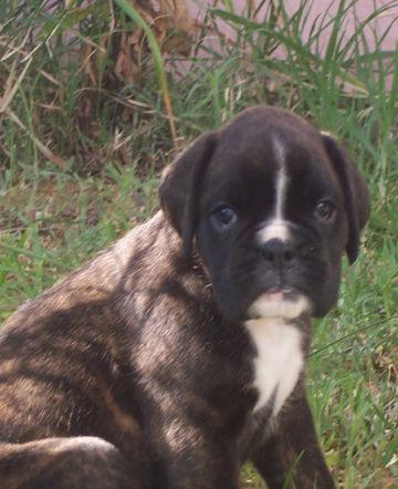 Boxer cachorra hembra atigrada