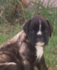 Boxer cachorra hembra atigrada - mejor precio | unprecio.es