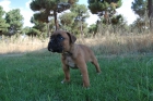 Boxer de dos meses de edad. - mejor precio | unprecio.es