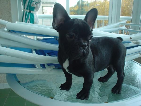 bulldog frances