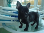bulldog frances - mejor precio | unprecio.es