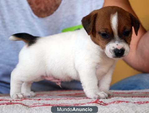 cachorros jack russell