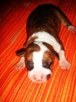 Camada American Staffordshire Terrier