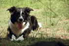 Camada de cachorros de Border Collie - mejor precio | unprecio.es