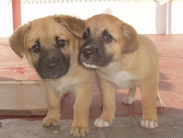 Dana y luna buscan un hogar!