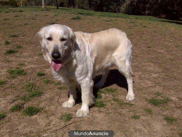 golden retriever