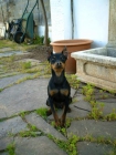Pinscher miniatura - mejor precio | unprecio.es