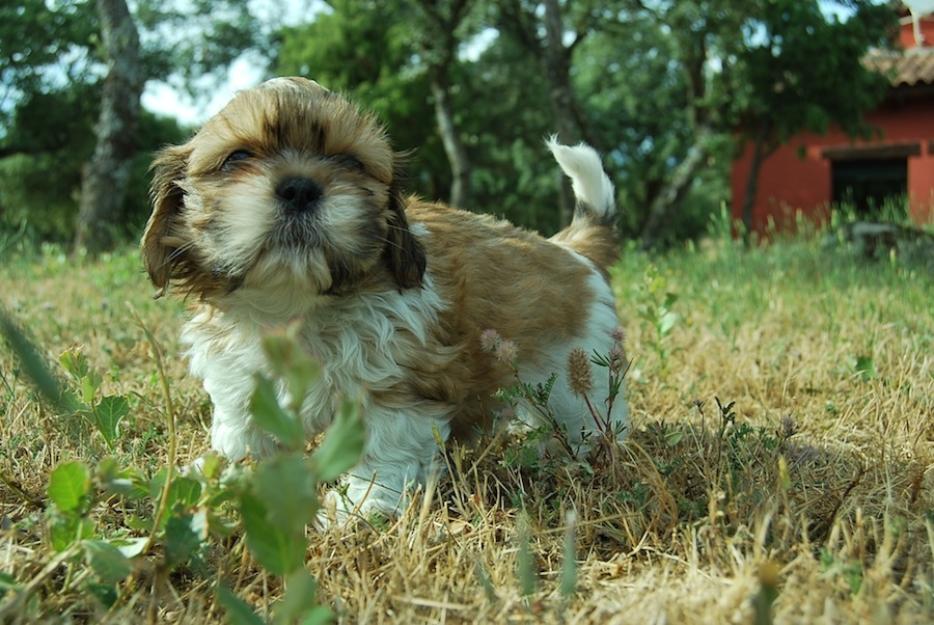 shih tzu , cachorros con pedigre Loe