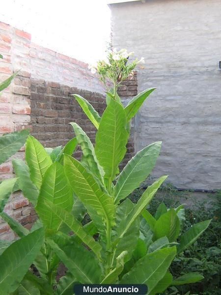 Vendo 100 semillas de tabaco (Nicotiana tabacum) - Villalba (Madrid)
