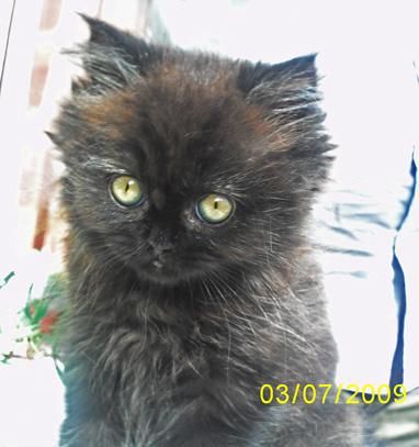 VENDO 2 GUAPISIMOS GATITOS PERSAS: