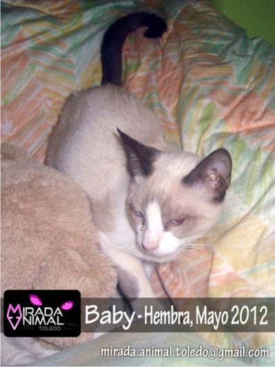 Baby gatita 5 meses en adopcion madrid